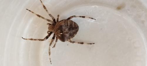 Araneus angulatus